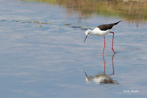 l'échasse blanche et ses reflets dans l'eau